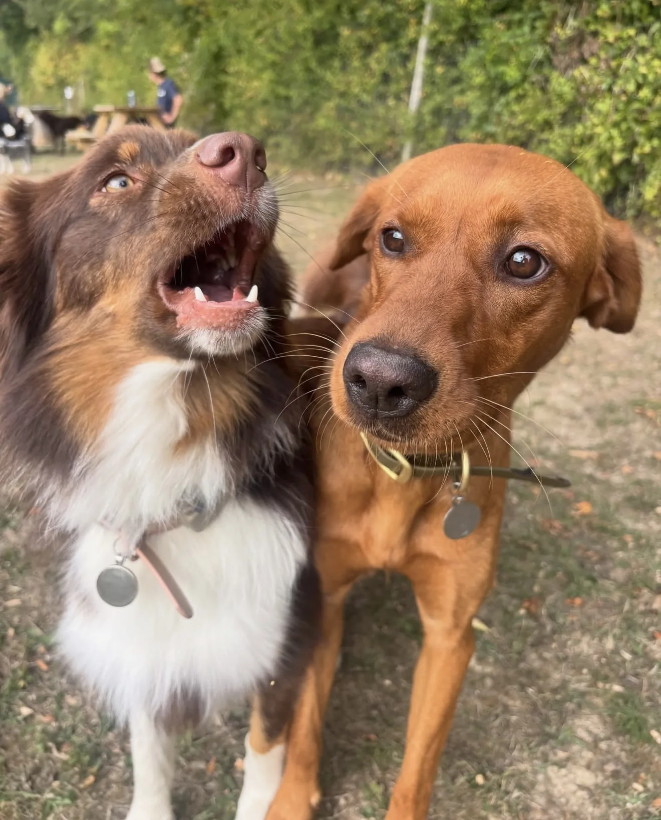 An Australian shepherd and a red dog side by side