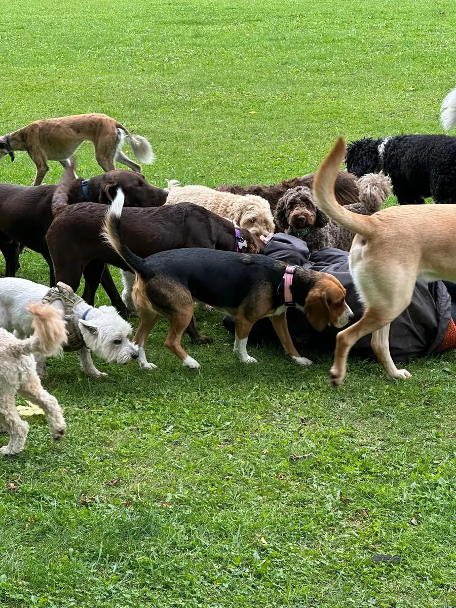 A big group of Schnoodles dogs playing together in the field