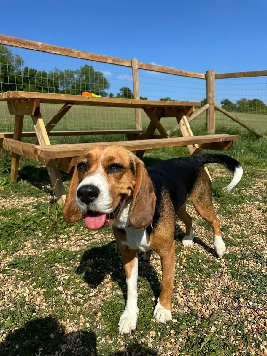 A beagle by the picnic benches on a sunny day