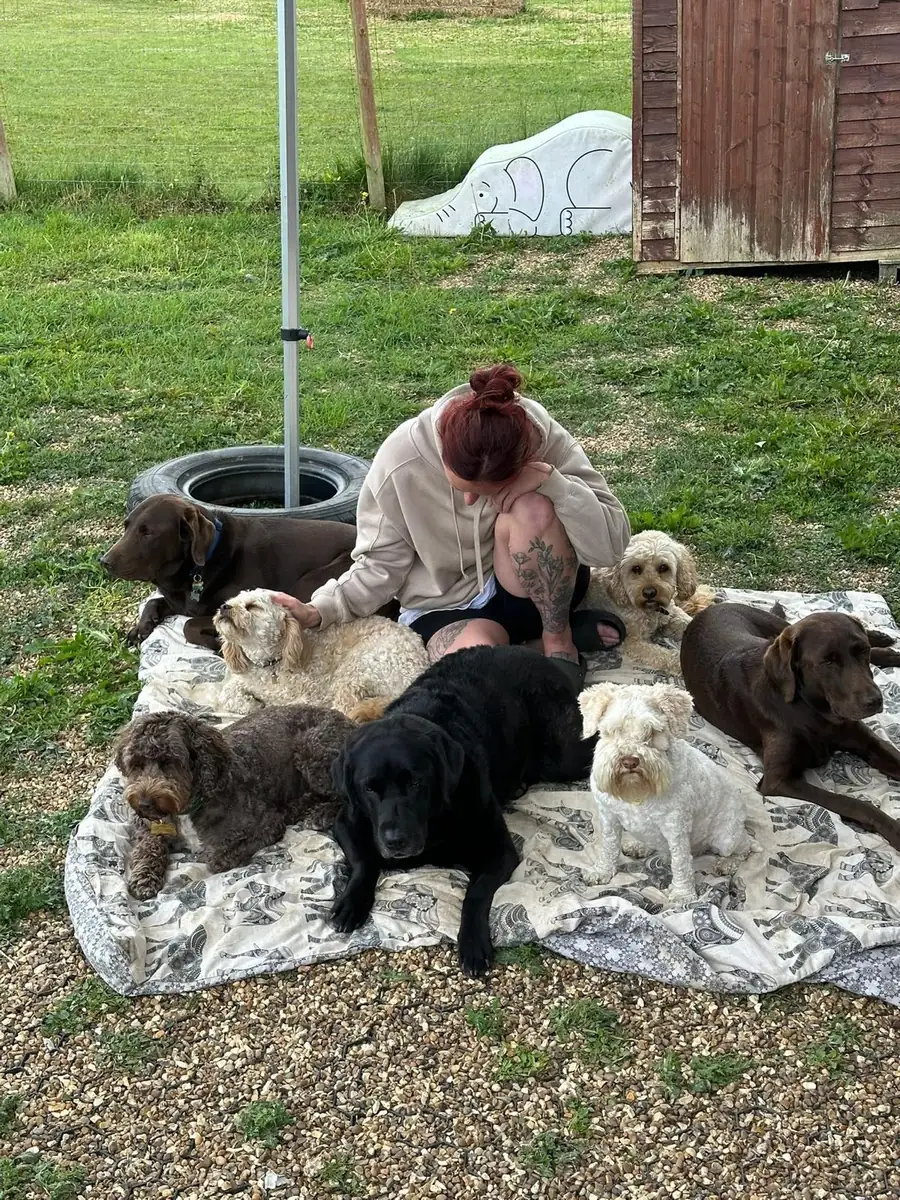 A Schnoodles team member relaxing on a blanket surrounded by dogs