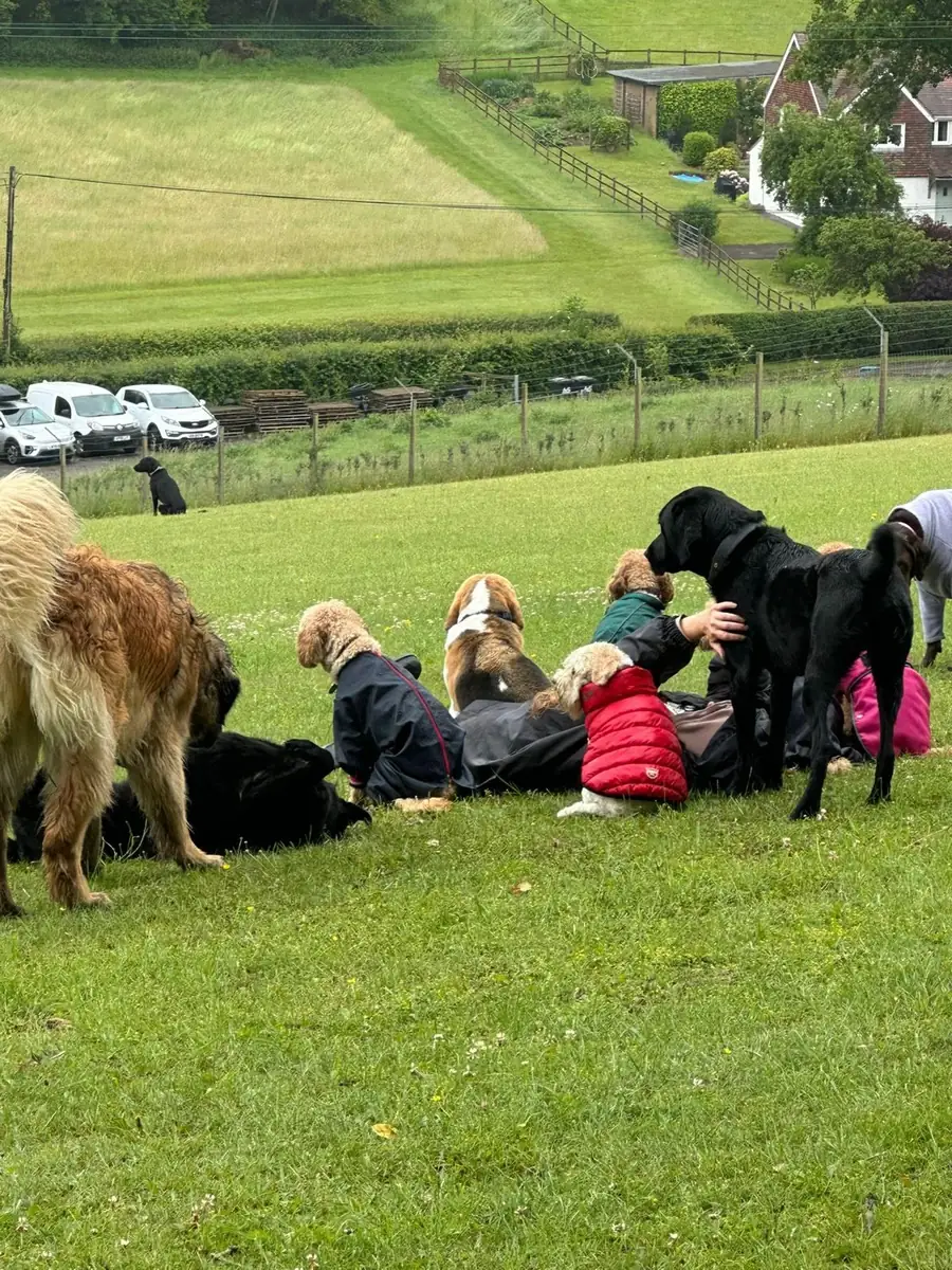 A group of dogs in coats enjoying the field with the team