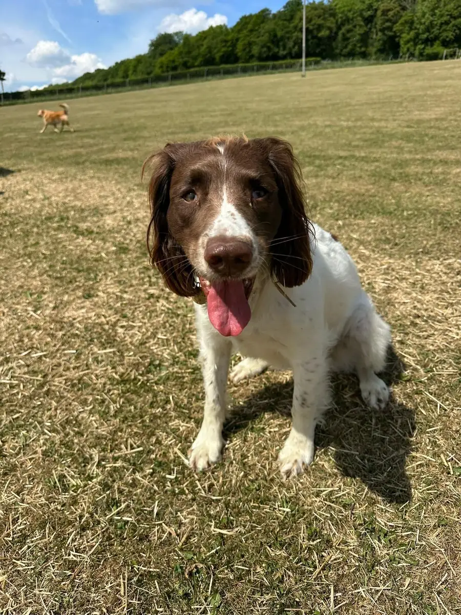 A springer spaniel sitting in the sunny field