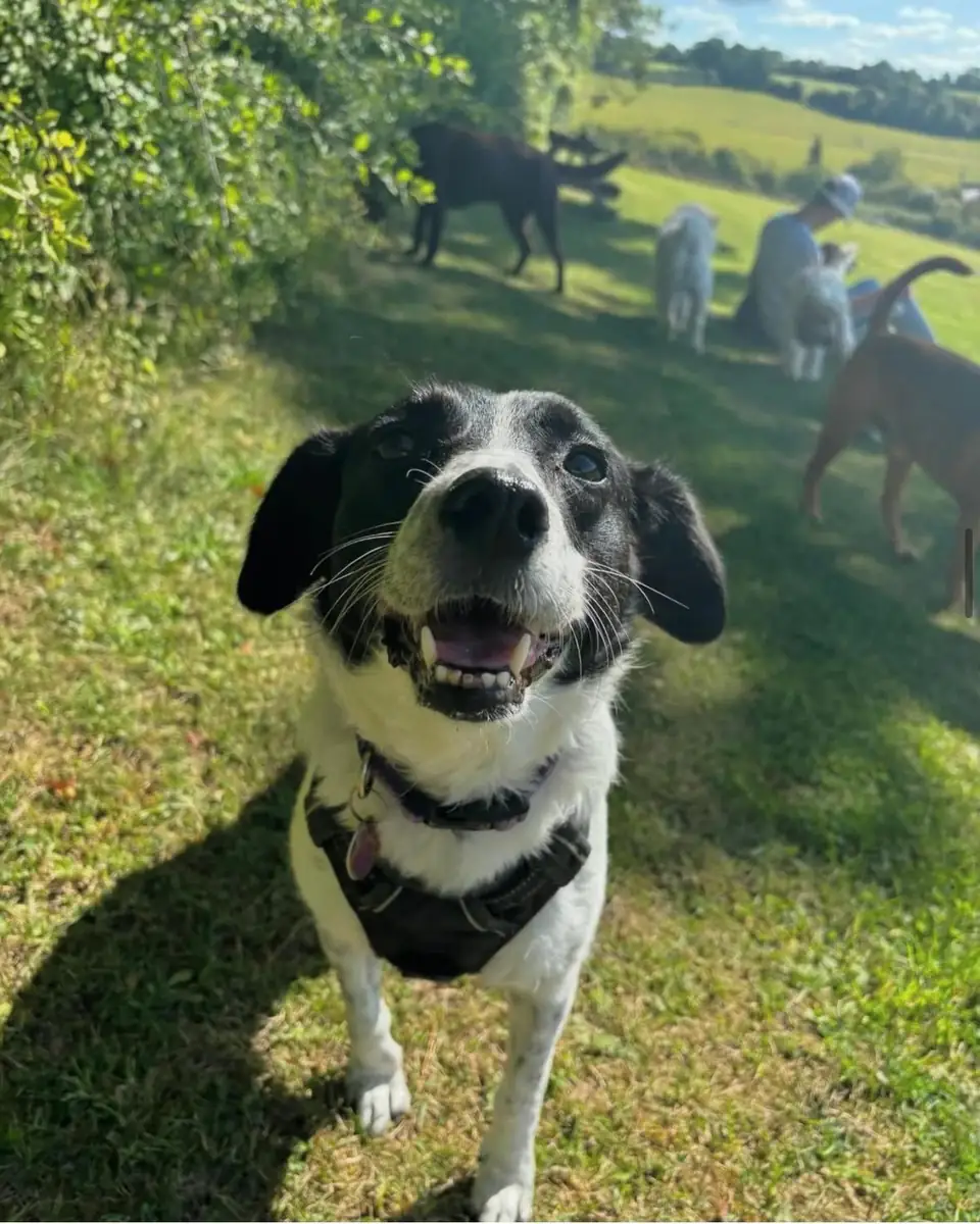 A happy collie cross by the hedgerow