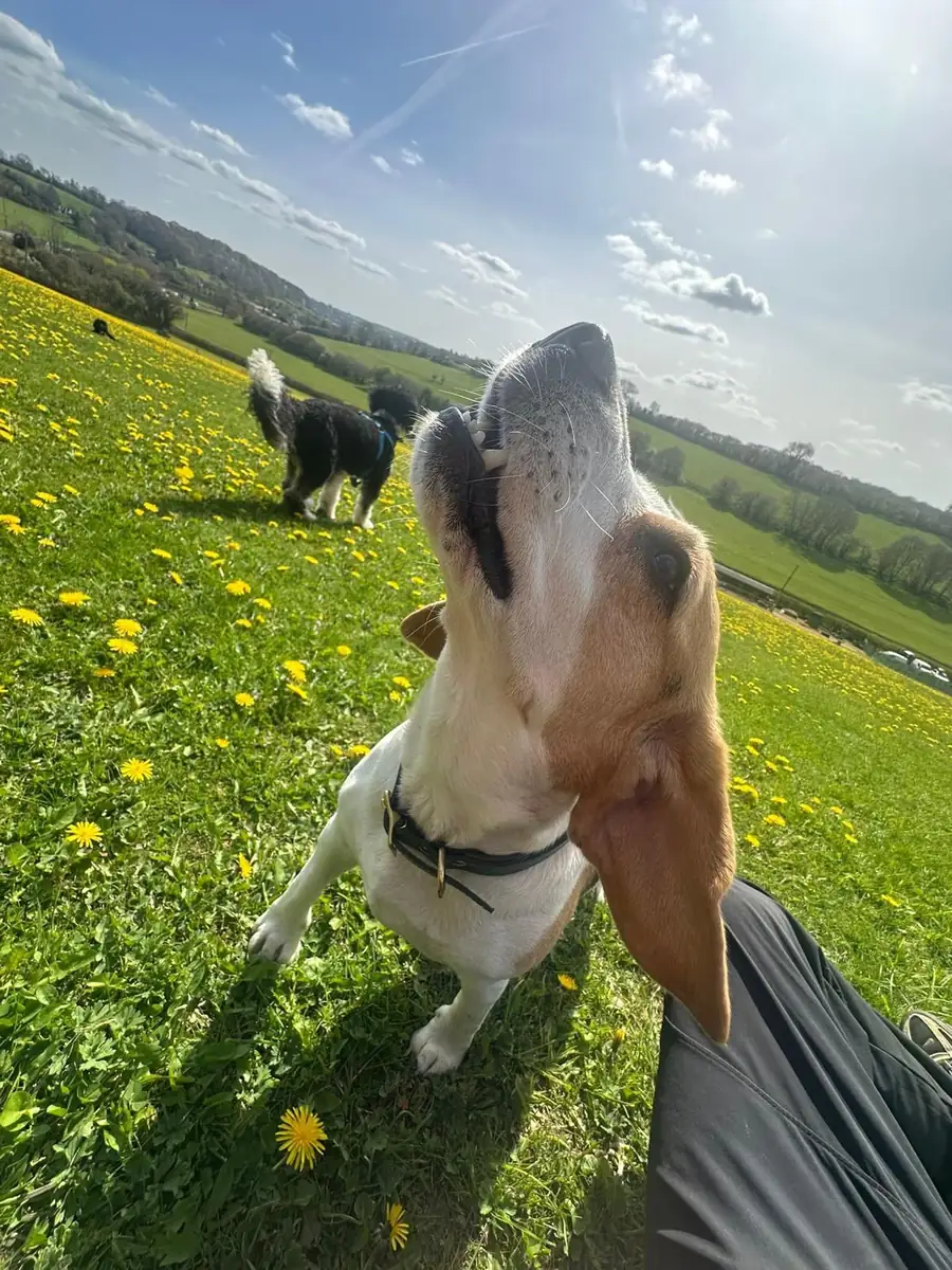 A beagle howling in a field of dandelions