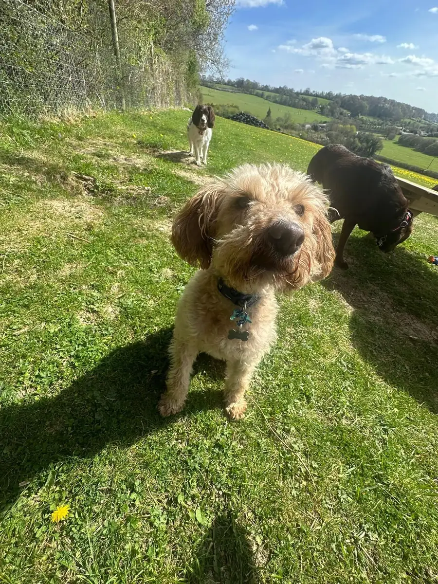 A doodle on the hillside paddock