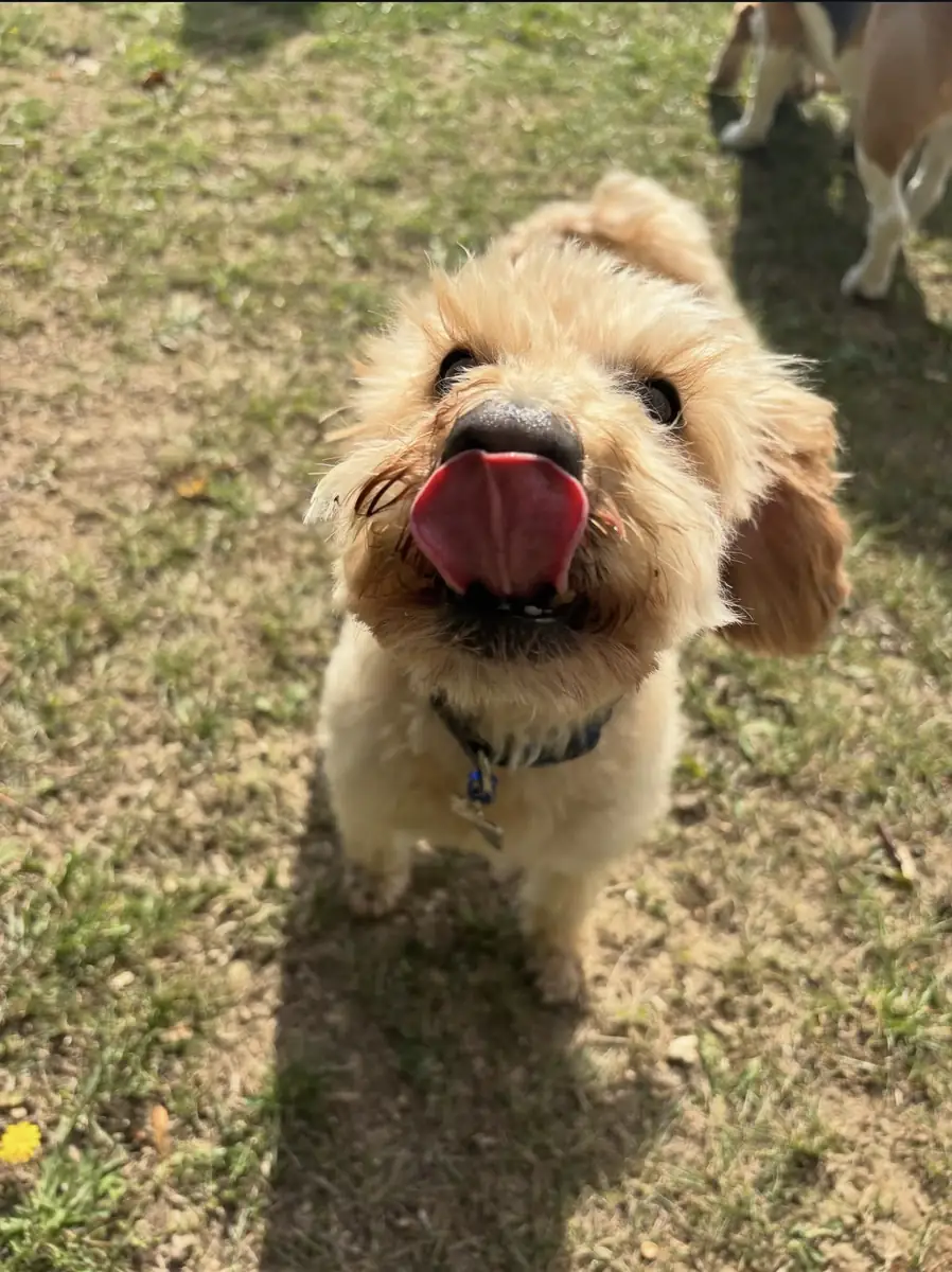 A fluffy cockapoo licking its lips