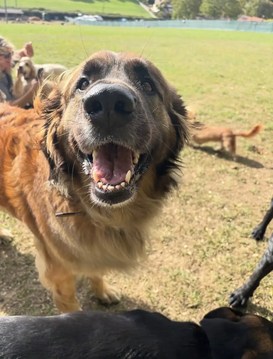 A happy leonberger in the paddock