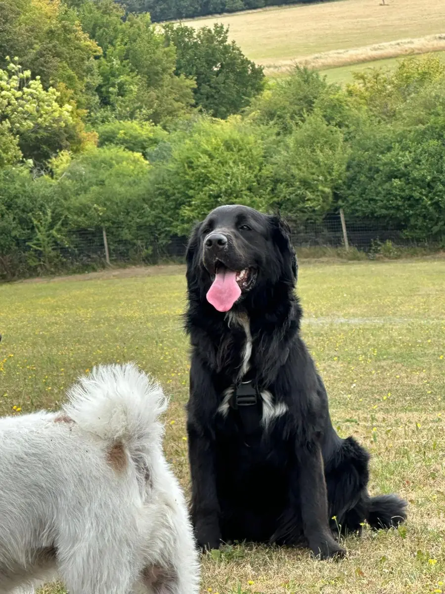 A fluffy black dog sitting in the field