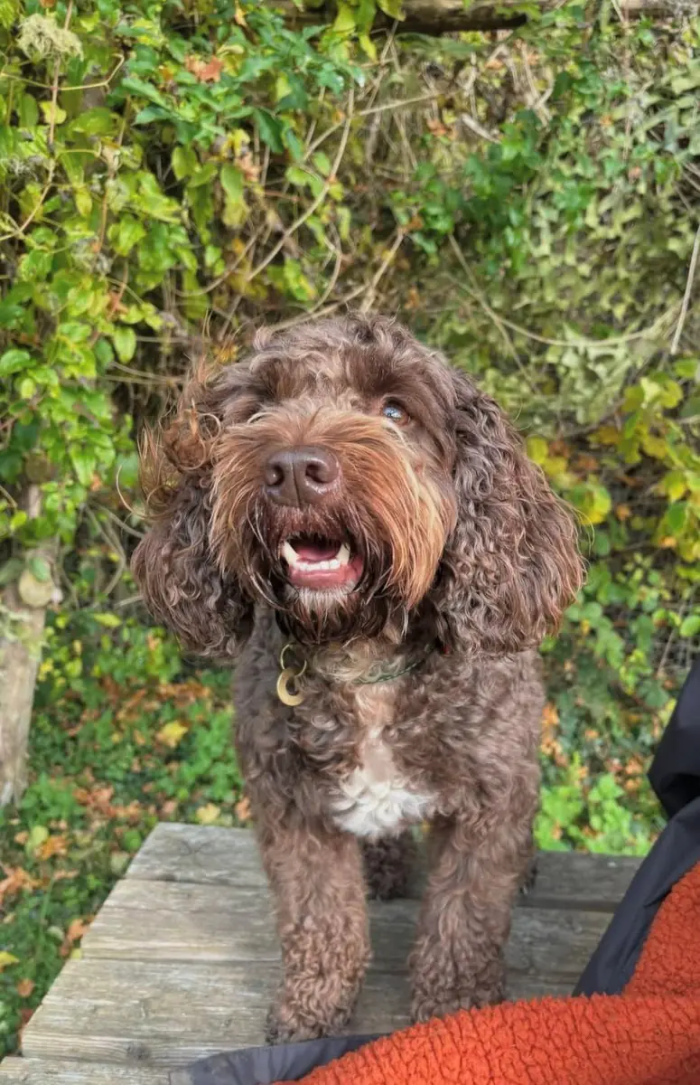 A chocolate cockapoo portrait
