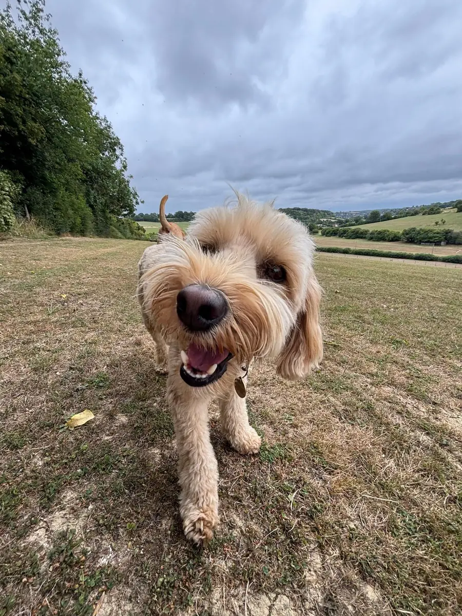 A cockapoo trotting across the field