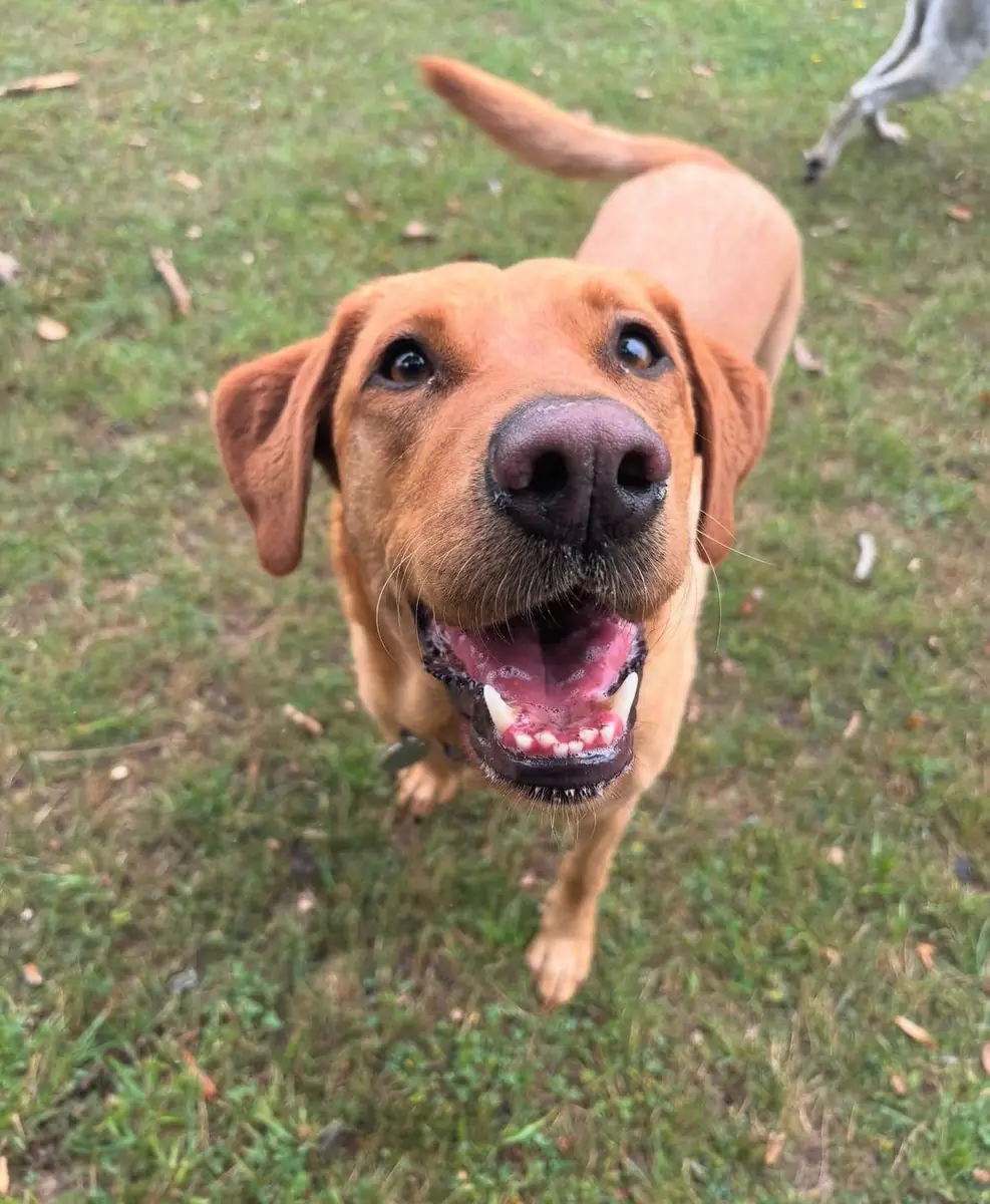 A fox red labrador with a big smile