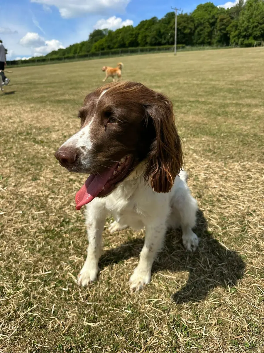 A springer spaniel in the field