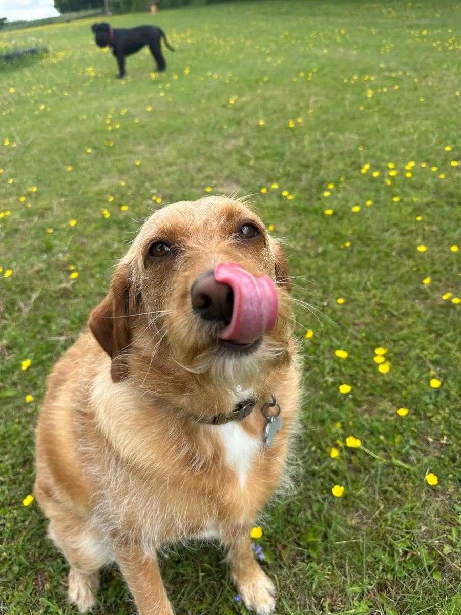 A terrier cross licking its nose
