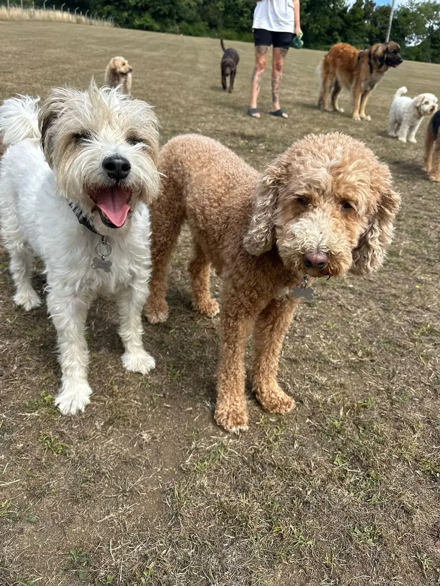 A terrier cross and a cockapoo in the paddock