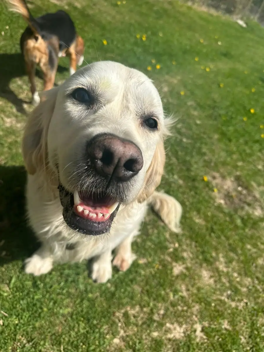 A golden retriever smiling close up