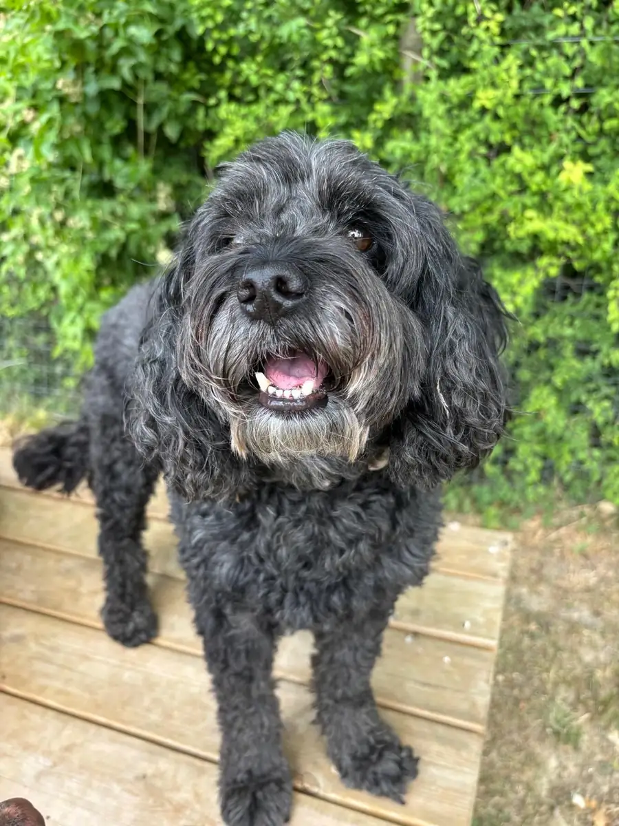 A black cockapoo on the bench