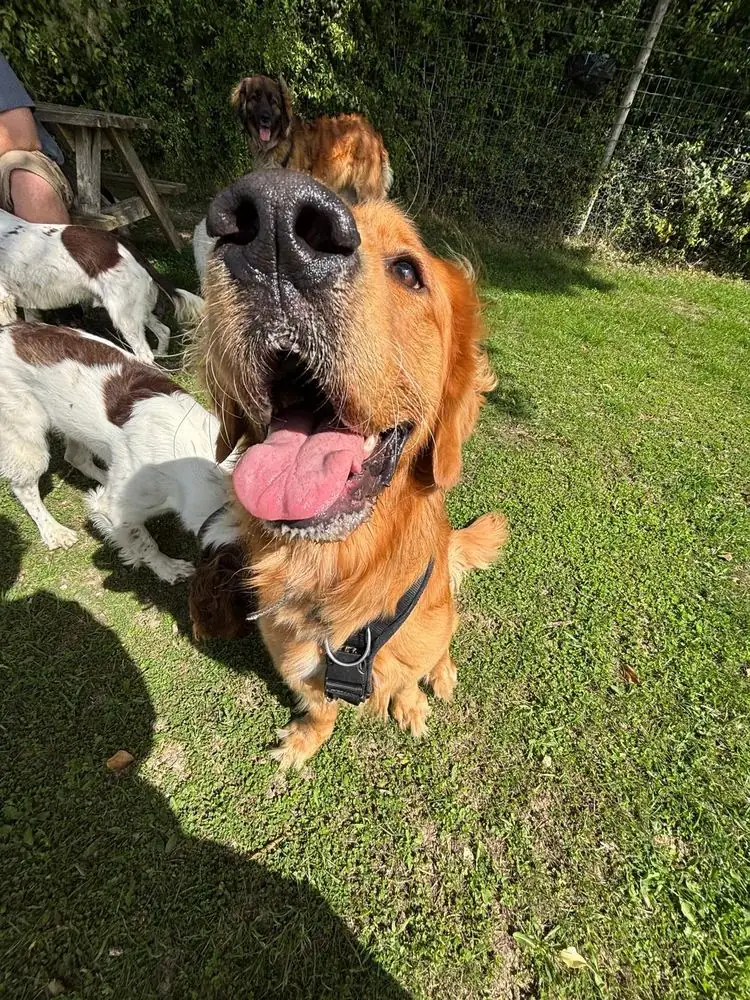 A fox red dog with its tongue out