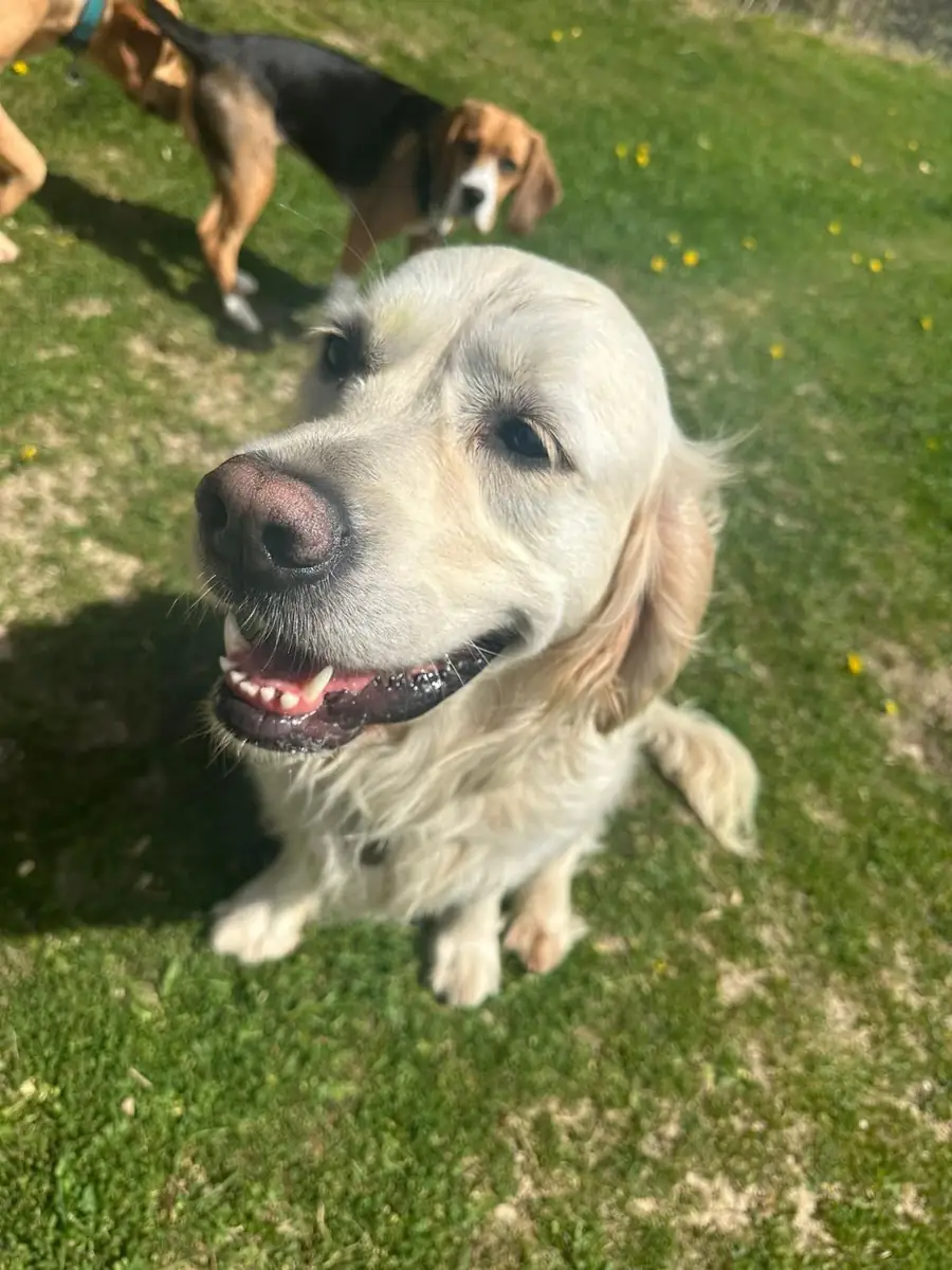 A golden retriever looking up
