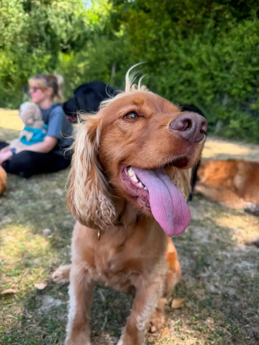 A cocker spaniel with its tongue out