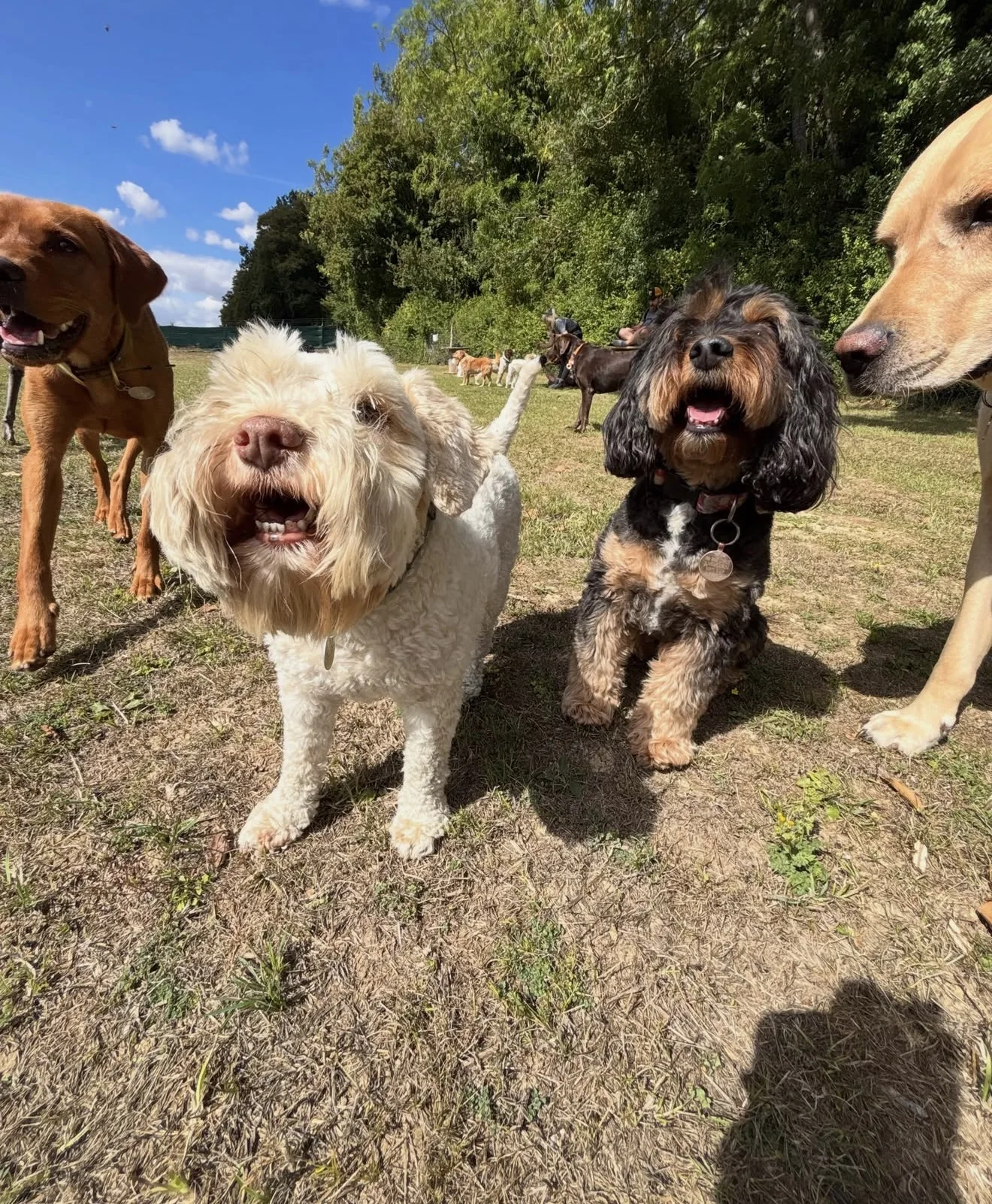 A gang of dogs running towards the camera
